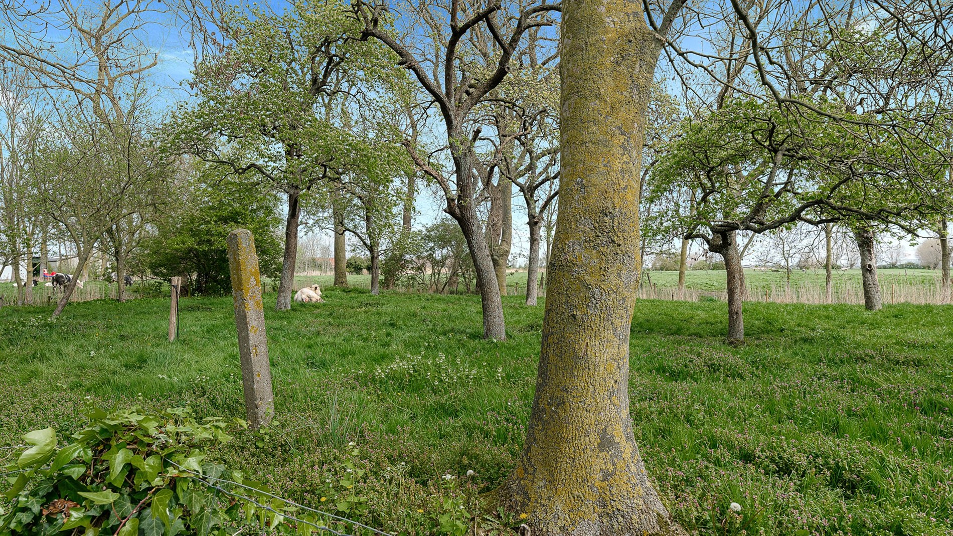 Breed huis met veel charme vlakbij De Haan - foto 2