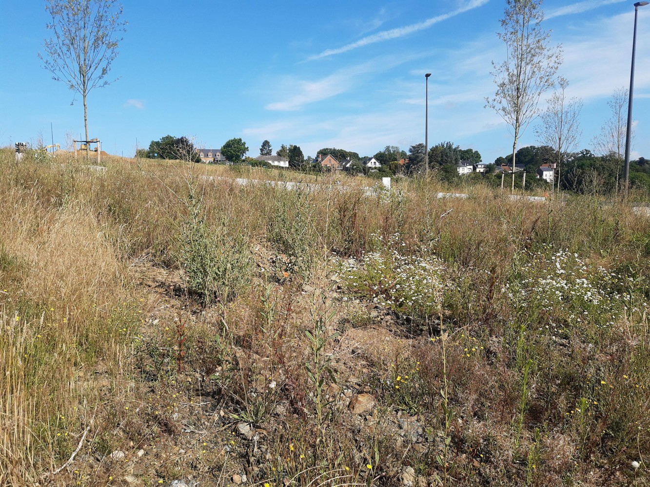 Grond te koop in Court-Saint-Etienne - foto 3