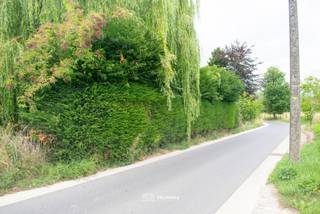 VALIMMAS verkoopt dit mooi, rustig en landelijk gelegen perceel grond in woongebied.
Oppervlakte ± 12 are 40 ca. Breedte vooraan ± 22,80m.
Net gelegen binnen een goedgekeurde verkaveling noch BPA.
Volgens eerder verkregen info van de Gemeente Dilbeek (deze info is louter informatief en niet bindend, en wordt dus volledig onder voorbehoud als enige leidraad meegegeven. Het is aan de toekomstige kopers om een geldige stedenbouwkundige vergunning te bekomen alvorens bouwproject kan opgestart worden):
- enkel ééngezinswoning in open bebouwing mogelijk;
- bouwvrije stroken: minimaal 4,50m links (= zijnde 6m tot de woning links) en minimaal 3m rechts;
- de maximale bouwbreedte zou dan gemiddeld ± 14,5m bedragen;
- maximale bouwdiepte: tot 15m op het gelijkvloers en tot 12m op de verdieping;
- kroonlijsthoogte 6,00 à 6,50m => gelijkvloers + verdieping + dakverdieping;
Agrarisch gebied vooraan én achteraan = open zichten !
Rustig en landelijk gelegen nabij de grens met Groot-Bijgaarden, met goede verbindingen naar Ring 0 en Brussel.