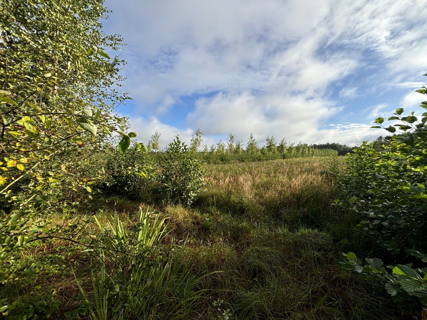 Terrain à vendre à Balen - photo 1