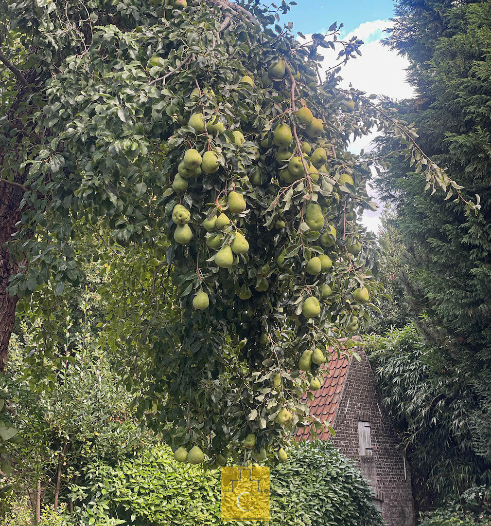 exclusieve herenwoning in de pittoreske St. Annawijk met grote zongerichte stadstuin en brede uitweg/fietsenpoort - photo 5