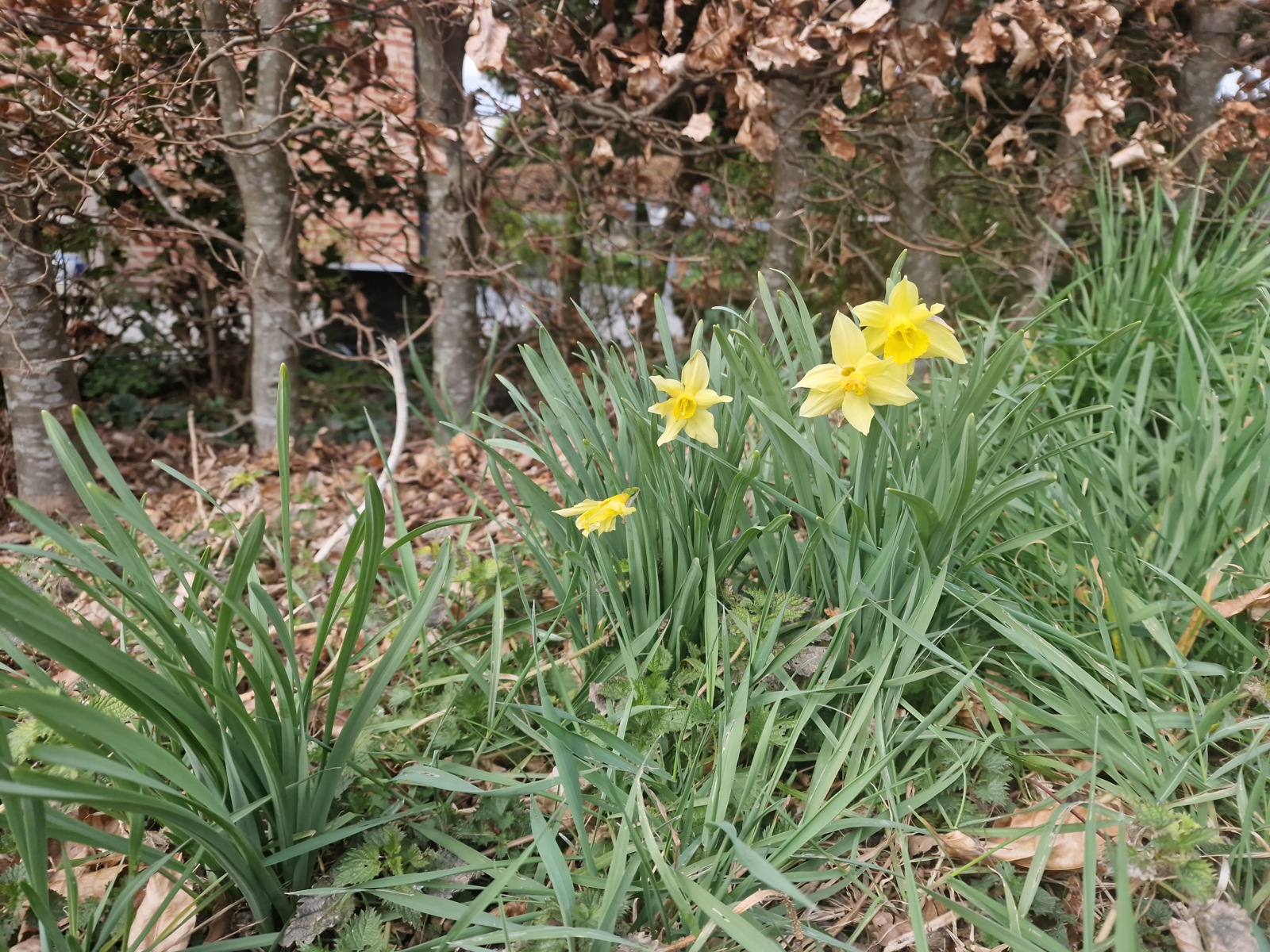 Grond te koop in Hoegaarden - foto 4