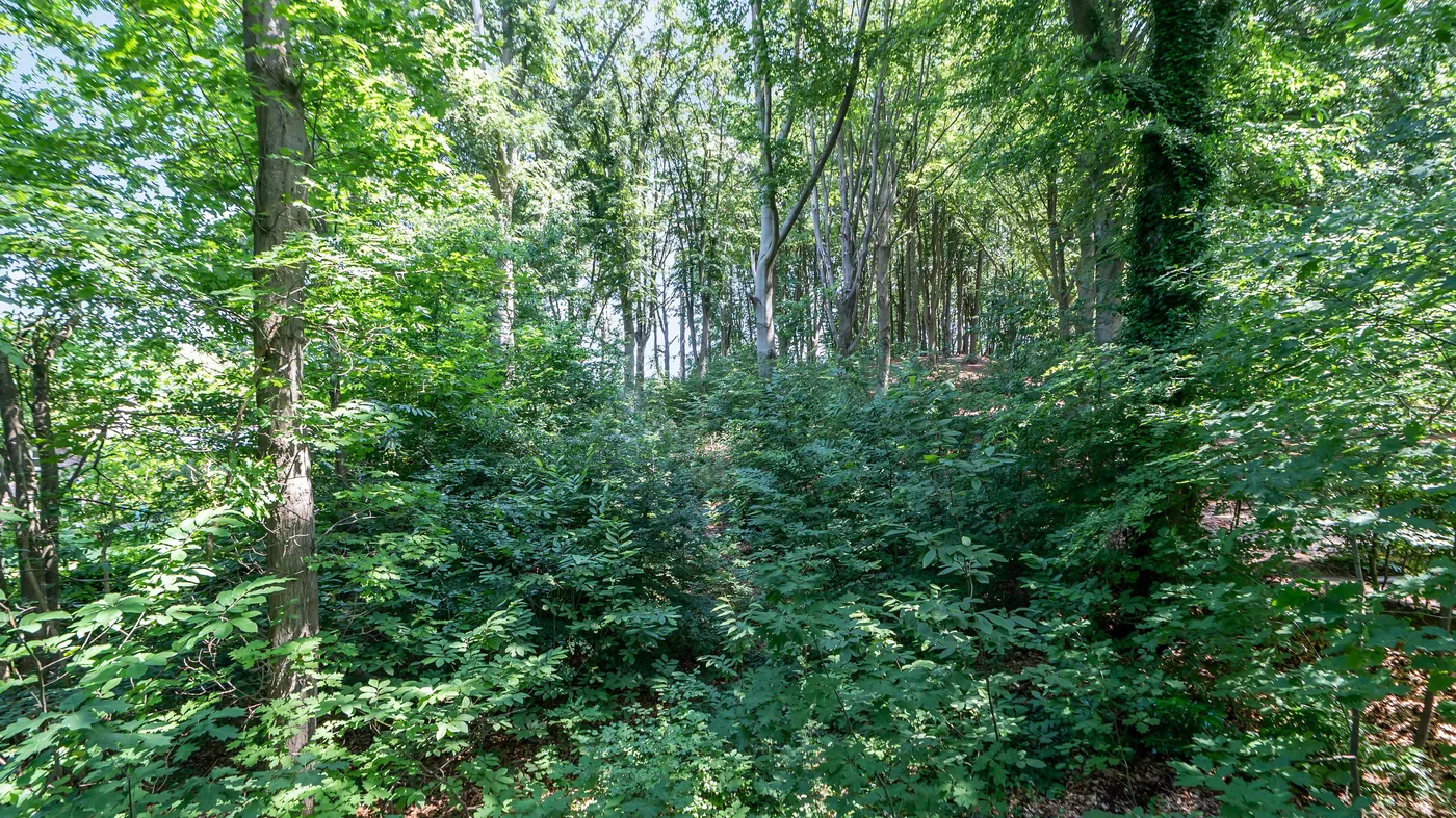 HOOG-LINDEN - bouwgrond 1786 m2 - foto 5