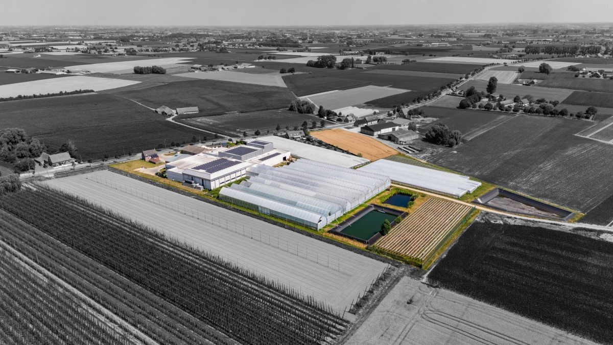 Groot witloof- en aardbeienbedrijf te koop te Poperinge - foto 4