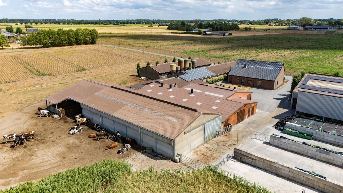 Gemengd veeteeltbedrijf te koop te Wingene - foto 5