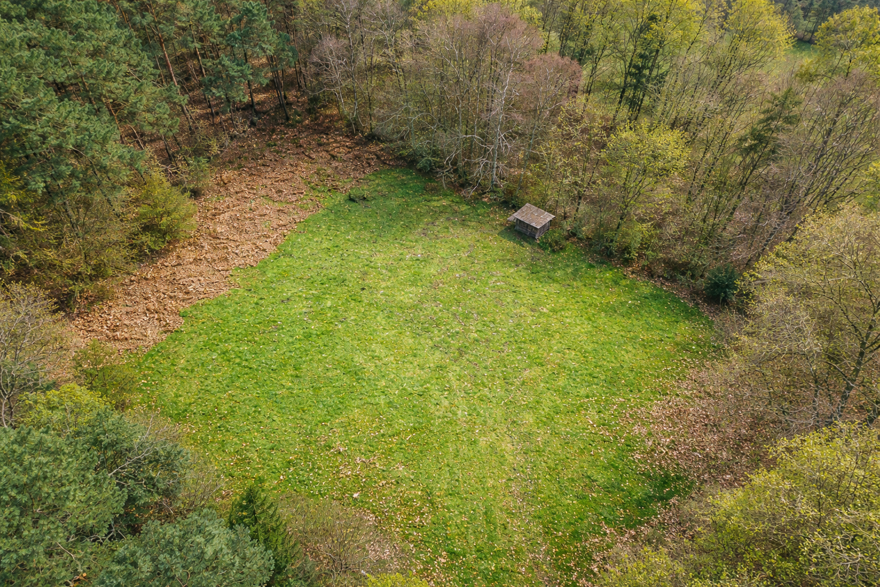 Prachtig weiland in bosgebied te Halle-Zoersel. - foto 3