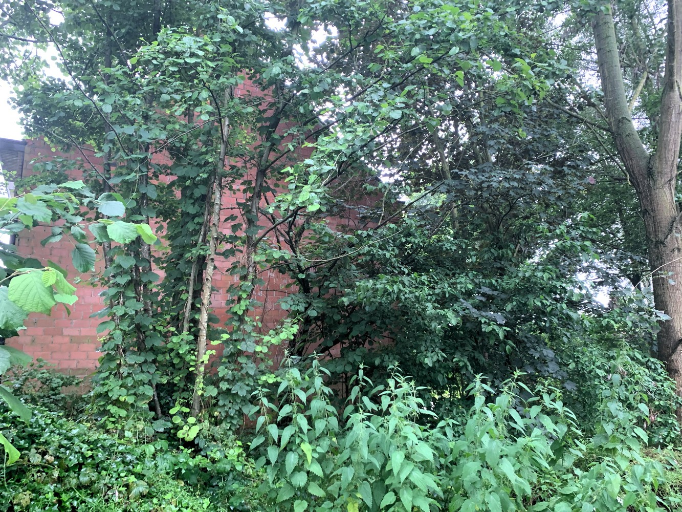 Terrain à vendre à Lint - photo 4