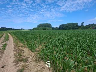 Prachtig stuk landbouwgrond, bereikbaar via een losweg, bestaande uit verschillende grote percelen en bij mekaar gelegen. De gronden zijn momenteel verpacht en uitstekend bereikbaar met landbouwvoertuigen. Ideaal als investering of voor toekomstig agrarisch gebruik.