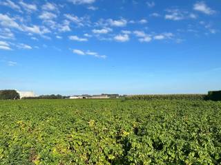 Te koop: Ruim villaperceel met landelijk uitzicht in Poperinge
Ben jij op zoek naar de ideale locatie voor jouw droomwoning? Ontdek dit prachtige bouwperceel van 448 m² in Poperinge!

Perfecte ligging
Deze bouwgrond ligt op een toplocatie: vlak bij het centrum, het station, winkels en openbaar vervoer. Dankzij de directe verbinding met de Ring rond Poperinge ben je vlot onderweg, terwijl je toch geniet van de rust van een landelijke omgeving. De verkaveling grenst aan landbouwgebied, wat garant staat voor een panoramisch uitzicht over de omliggende velden en weiden.

Bouwmogelijkheden
Dit perceel is bestemd voor open bebouwing en biedt flexibele stedenbouwkundige voorschriften. Met de keuze voor één of twee bouwlagen en een plat of hellend dak heb je volop mogelijkheden om jouw droomhuis op maat te ontwerpen.

Bezoek de locatie
Benieuwd naar deze unieke plek? De verkaveling bevindt zich links naast Ieperseweg 20 in Poperinge. Kom langs en ervaar zelf de ruimte en het uitzicht van dit uitzonderlijke perceel.

Meer weten?
Neem contact met ons op voor meer informatie over de bouwvoorschriften of andere details. Grijp deze kans en maak van dit prachtige stuk grond de plek voor jouw toekomstige thuis!