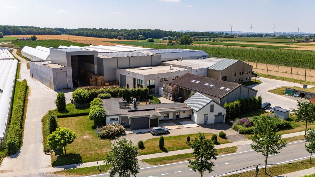 Groot witloof- en aardbeienbedrijf te koop te Poperinge - foto 5