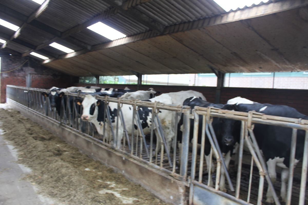 Melkveebedrijf met 38,70 ha grond te koop te Bocholt - photo 5