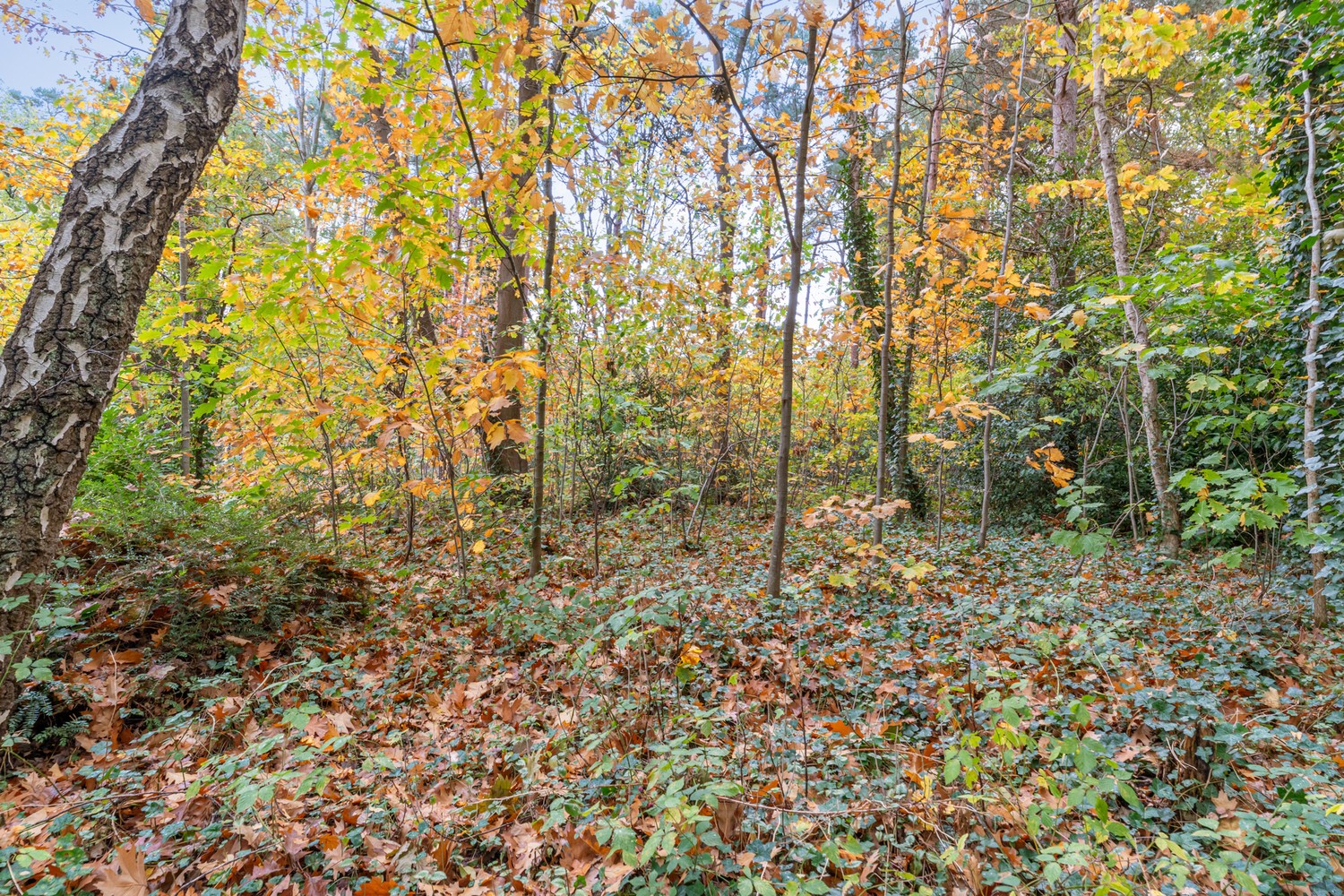 Residentieel gelegen bouwgrond van 15 are voor een open bebouwing te Rotselaar (Heikantberg) - foto 4