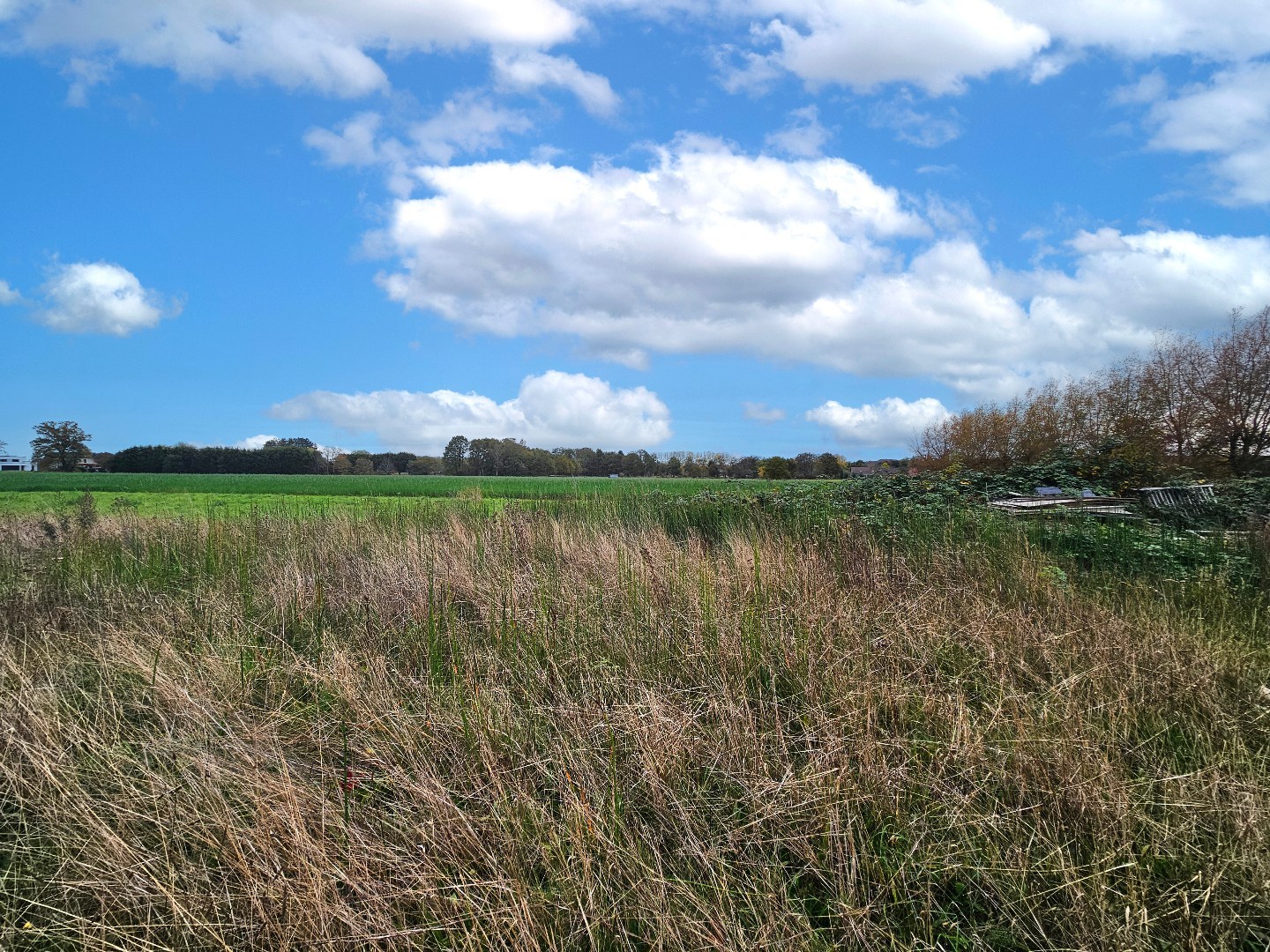 Grond te koop in Begijnendijk - foto 4