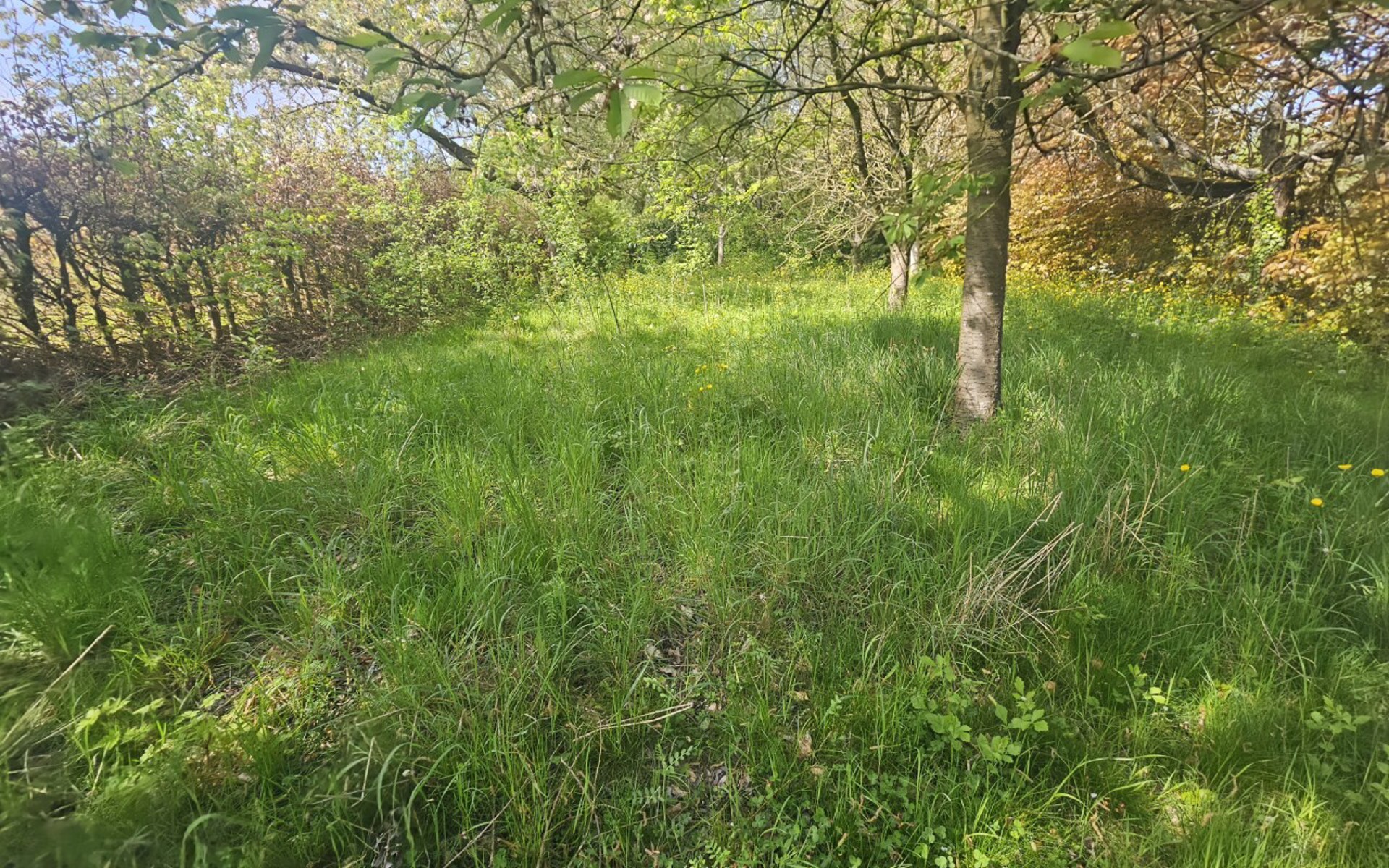 Volledig te renoveren woning - foto 5