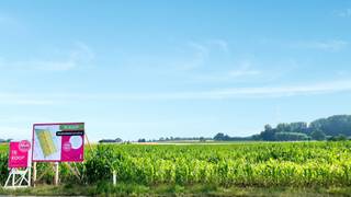 Terrain à vendre à Bilzen-Hoeselt