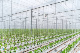 Uitstekend gelegen en volledig uitgerust tuinbouwbedrijf met verwarmde Venlo-serres (18.000m²) geschikt voor moderne groenteteelt. Voorzien...