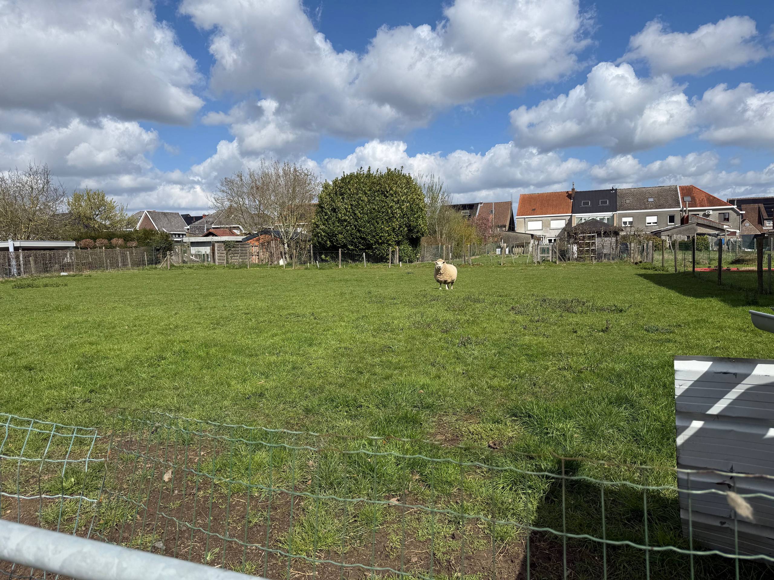 Grond te koop in Haaltert - foto 4