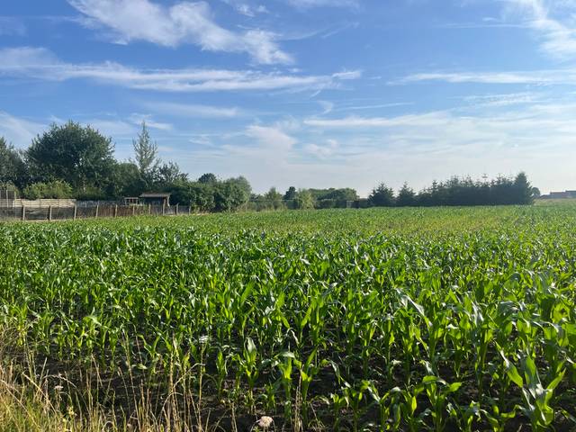 Project te koop in Koekelare