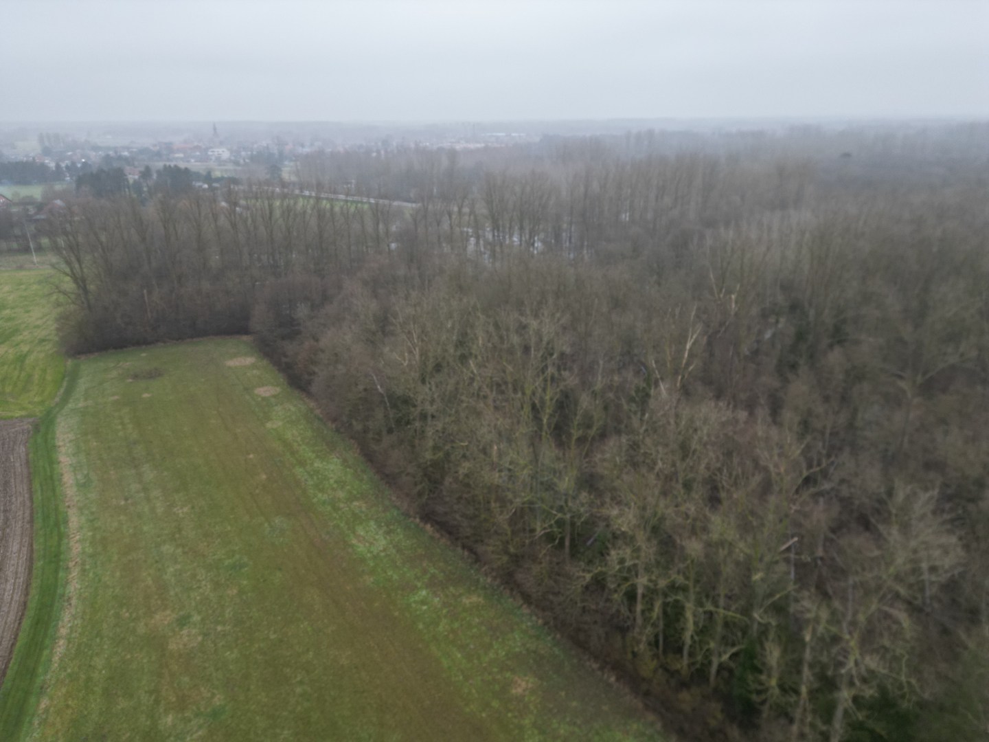 Percelen bos te Rotselaar. IN OPTIE! - foto 5