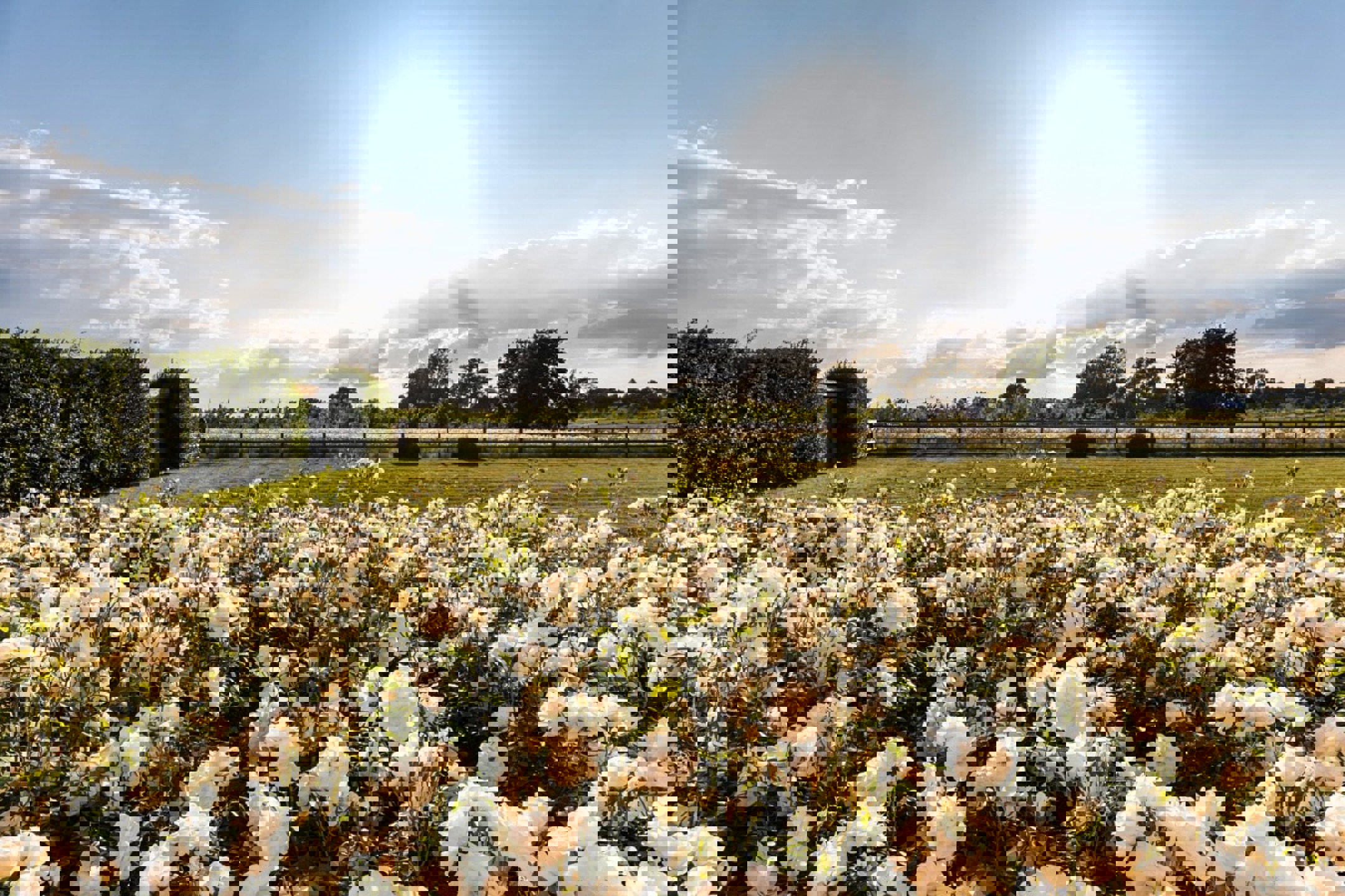 Prachtige hoevewoning met loods en bouwgrond op 2,7 hectare - foto 4