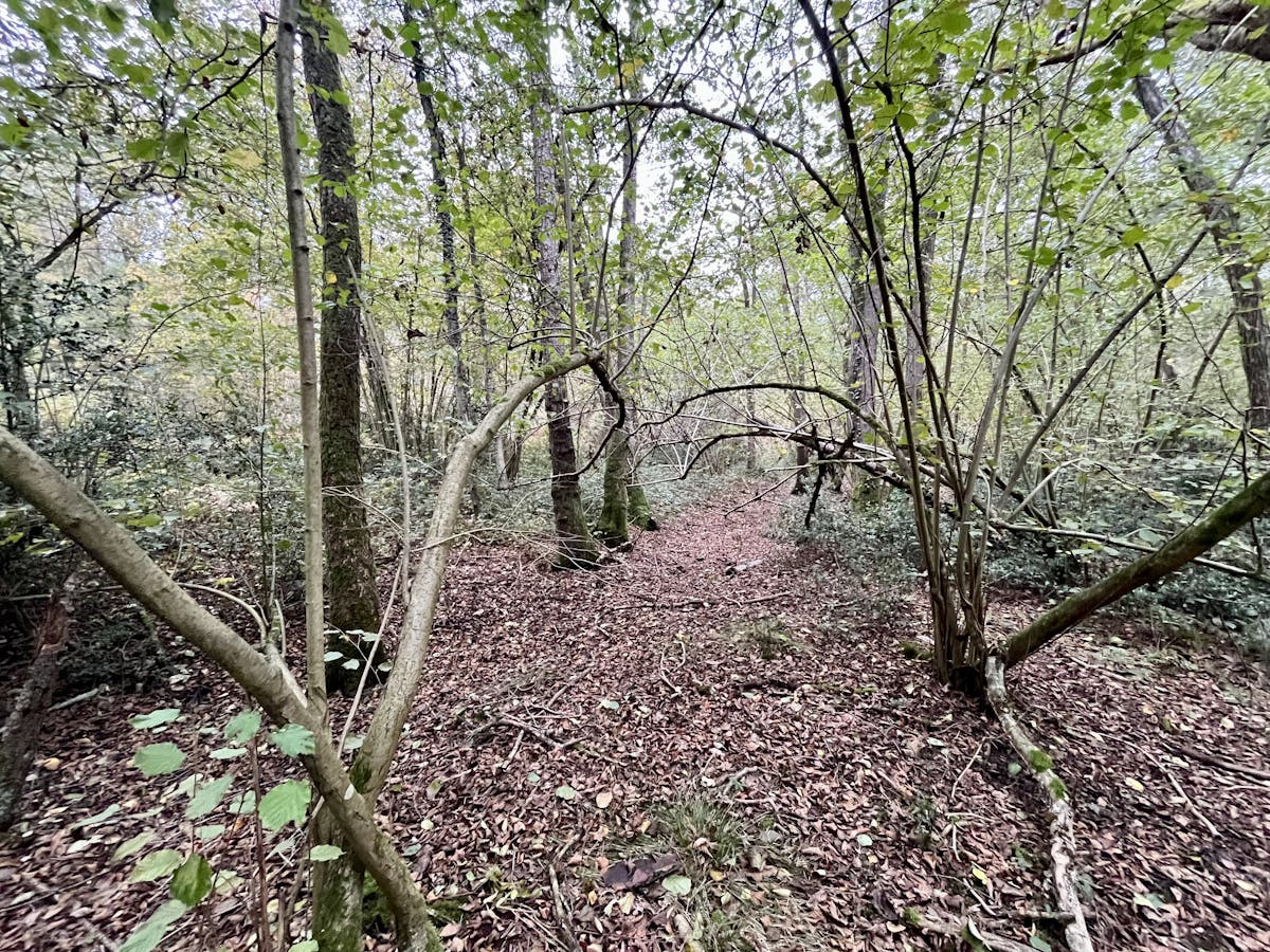 Perceel bosgrond te koop in Zoerselbos - foto 5