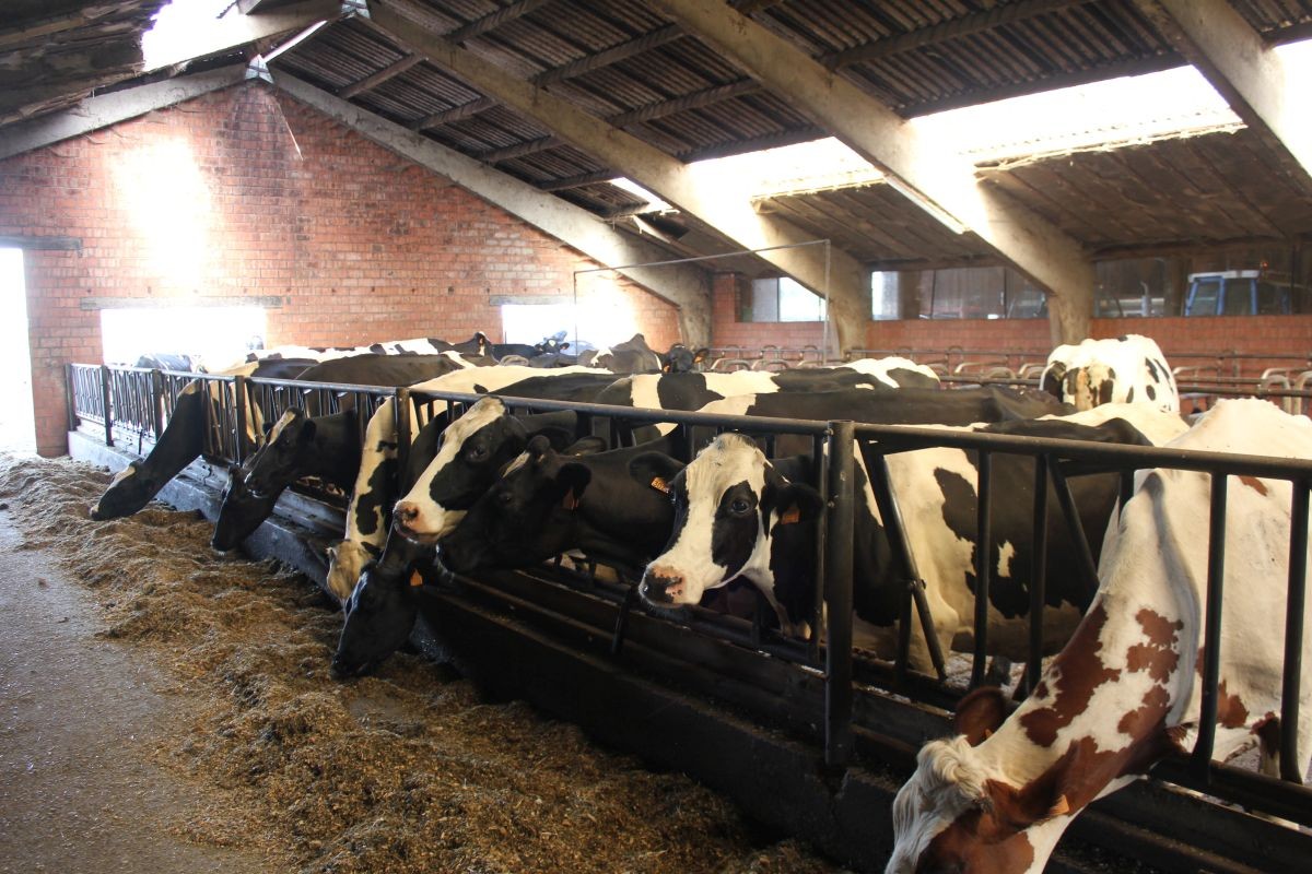 Subliem gelegen hoeve te koop te Bellem - foto 4