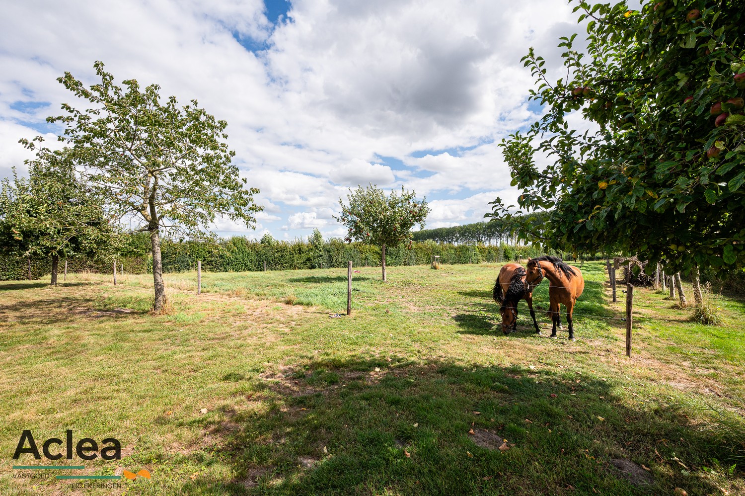 Karaktervol landhuis met paardenstal op 5.943m² in een groene omgeving - foto 4