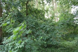 Tuingrond te koop in de Brasschaatsche Heyden, Brasschaat Bent u op zoek naar een stukje natuur in een rustige en groene omgeving? Deze prachtige...