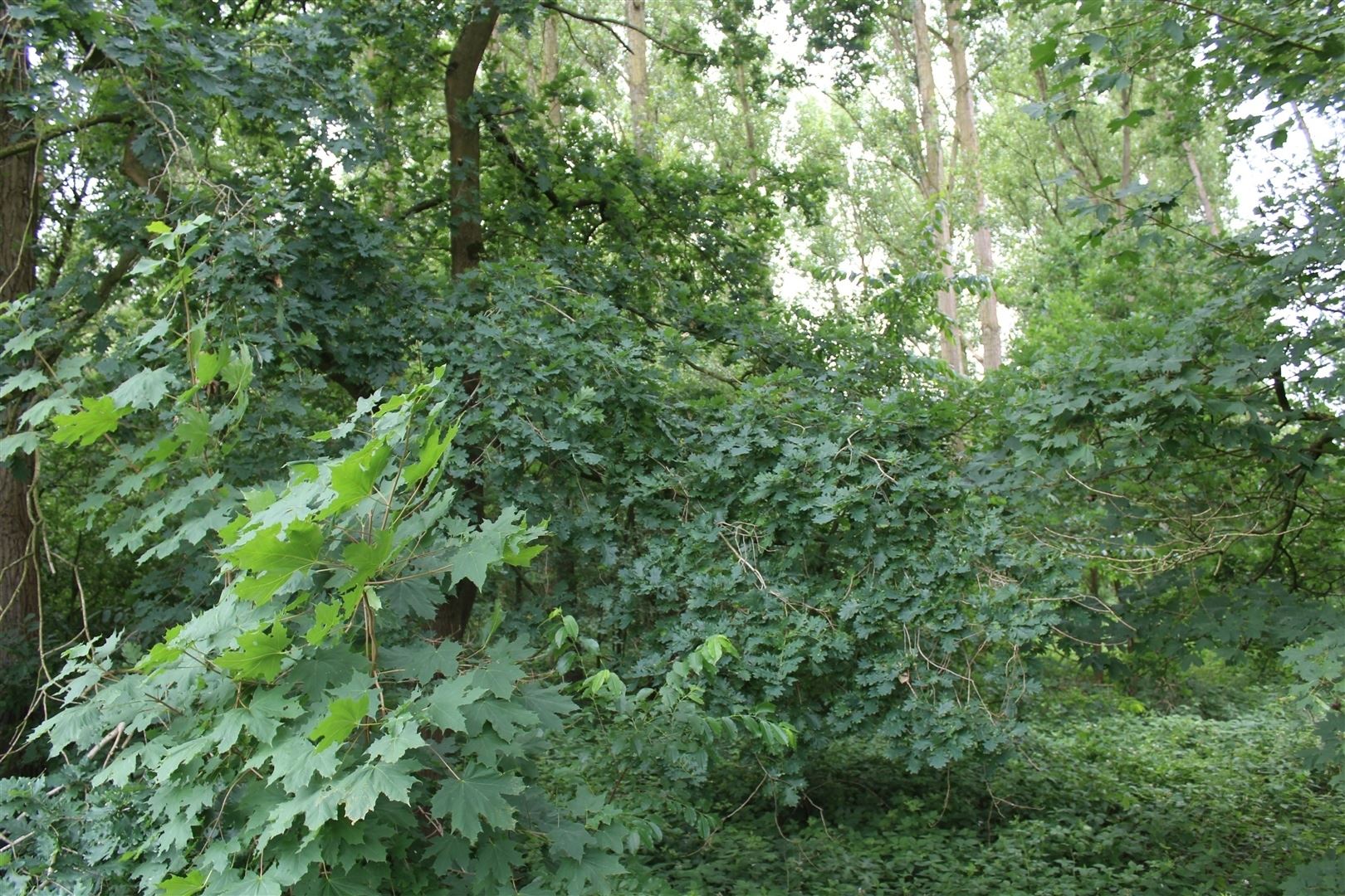 Terrain à vendre à Brasschaat - photo 3