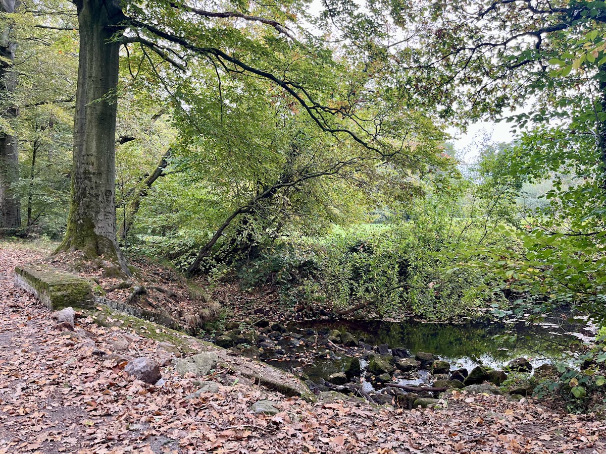 Perceel bosgrond te koop in Zoerselbos - foto 4