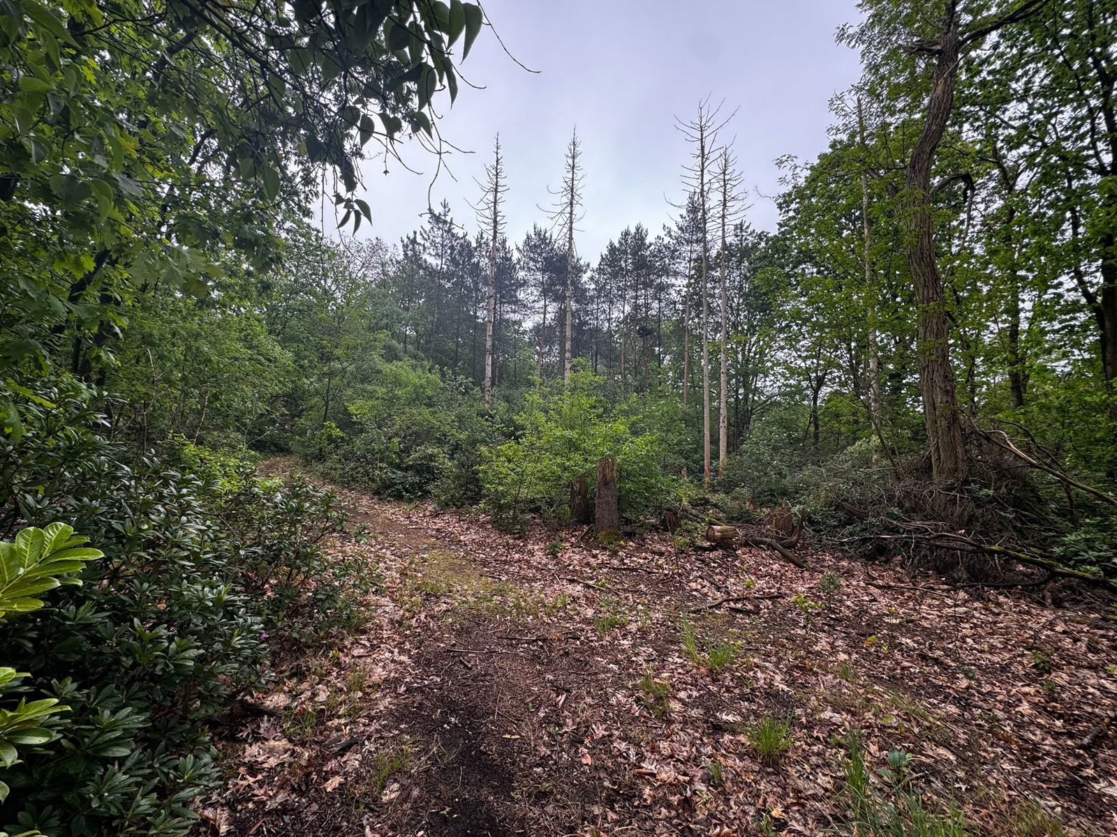 Rustig gelegen perceel bosgrond in groene omgeving te Lille - foto 2