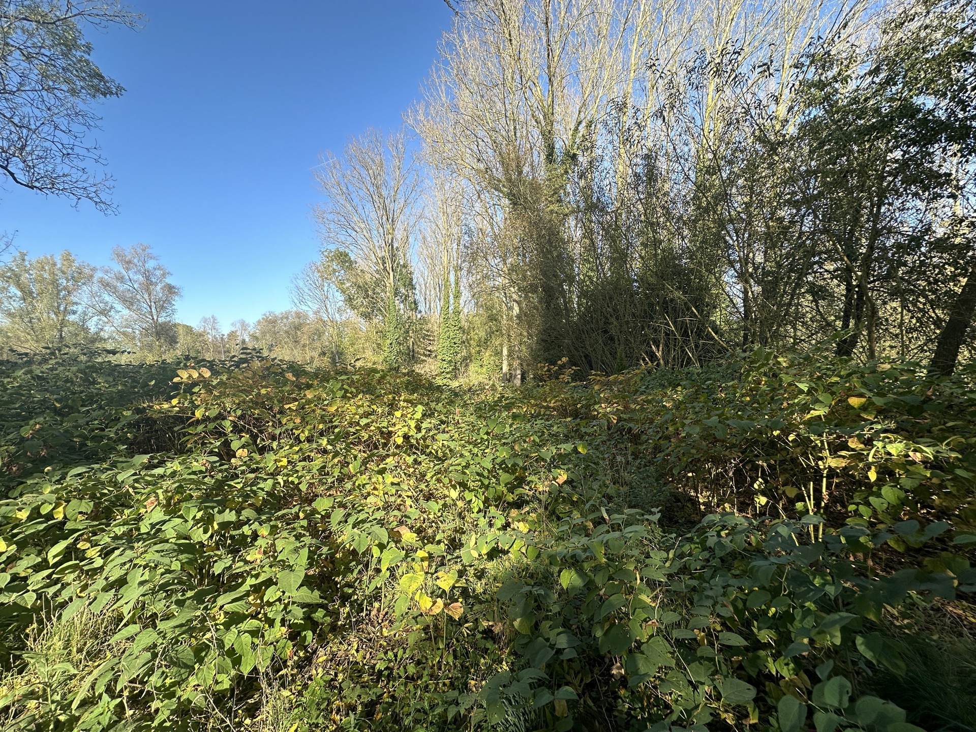 Land for sale in Lessines - photo 1