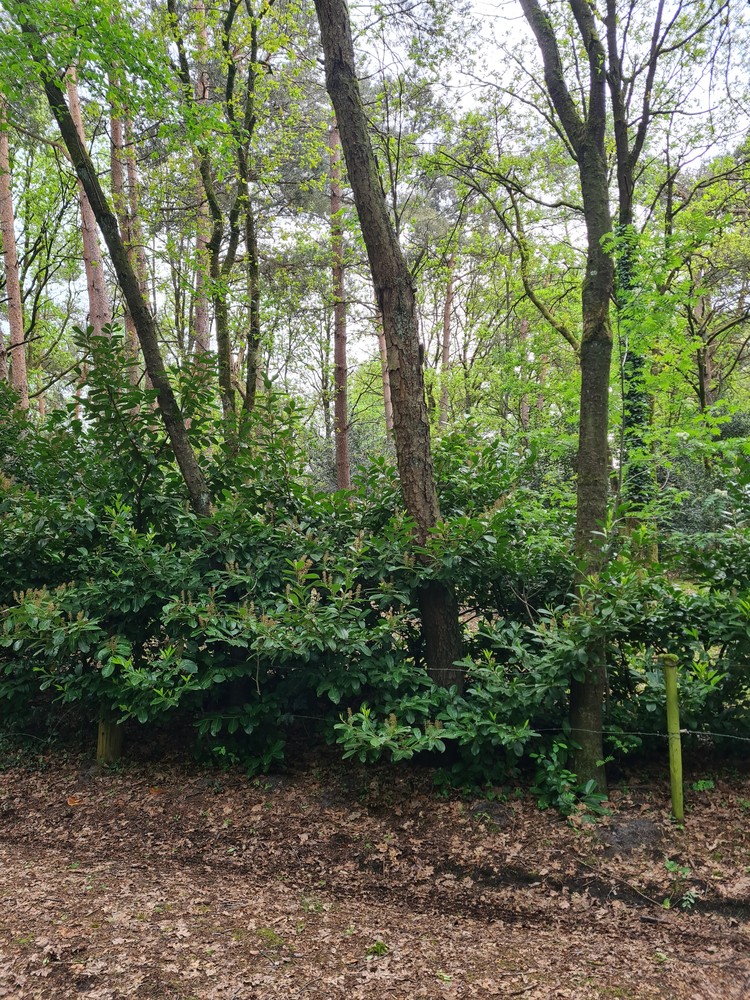 Perceel bos - foto 4