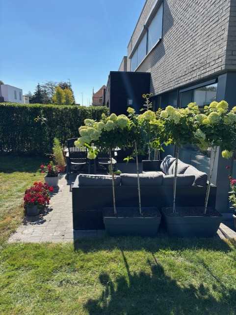 Maison à vendre à Stevoort avec 3 chambres - photo 4