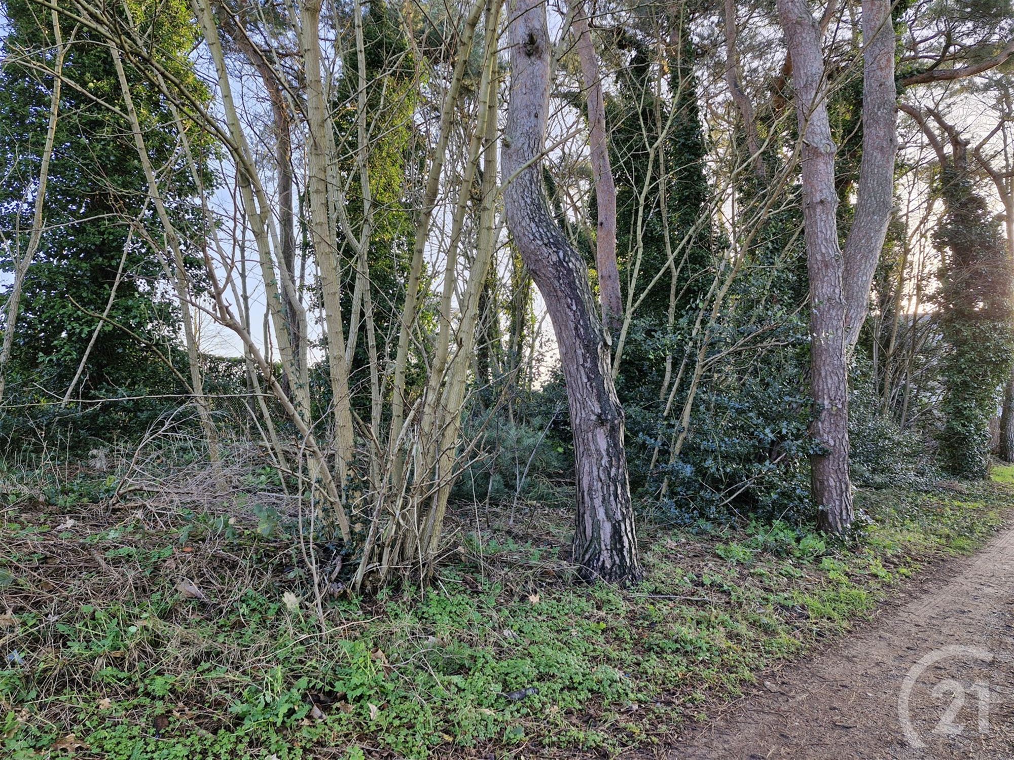 Bouwgrond te koop in Tremelo! - foto 3