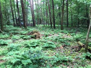 <p><span>Prachtig bosgrond in Lichtaart</span></p><p><span> </span></p><p><span>Dit natuurlijke bosgrond van 4460 vierkante meter biedt een zeldzame kans om uw eigen stuk natuur te bezitten in het groene Lichtaart. Het perceel is volledig omgeven door een dicht, gezond bosbestand met indrukwekkende bomen en weelderige ondergroei.</span></p><p><span> </span></p><p><span>Het terrein is ideaal voor degenen die geïnteresseerd zijn in bosbeheer, natuurbescherming of het creëren van een privé natuurreservaat. De diversiteit van vegetatie, inclusief fijne varens en mos, getuigt van een gezond en vitaal ecosysteem. De natuurlijke topografie en afwisseling in bosstructuur maken dit een bijzonder waardevol perceel.</span></p><p><span> </span></p><p><span>Dit bos biedt tal van mogelijkheden: van houtproductie tot recreatie, educatie en natuur- en milieubewustzijn. Het is een perfect uitgangspunt voor wie droomt van een terugkeer naar de natuur of van een duurzaam project dat respect heeft voor het milieu.</span></p><p><span> </span></p><p><span>Bovendien is het perceel te bereiken met de wagen, fiets of paard via de Kattenhaegenstraat (Zandweg).</span></p><p><span> </span></p><p><span>De locatie in Lichtaart verzekert een rustige, landelijke omgeving met goede bereikbaarheid. Dit bosgrond is een zeldzame investering in duurzaamheid en natuurlijke rijkdom.</span></p>