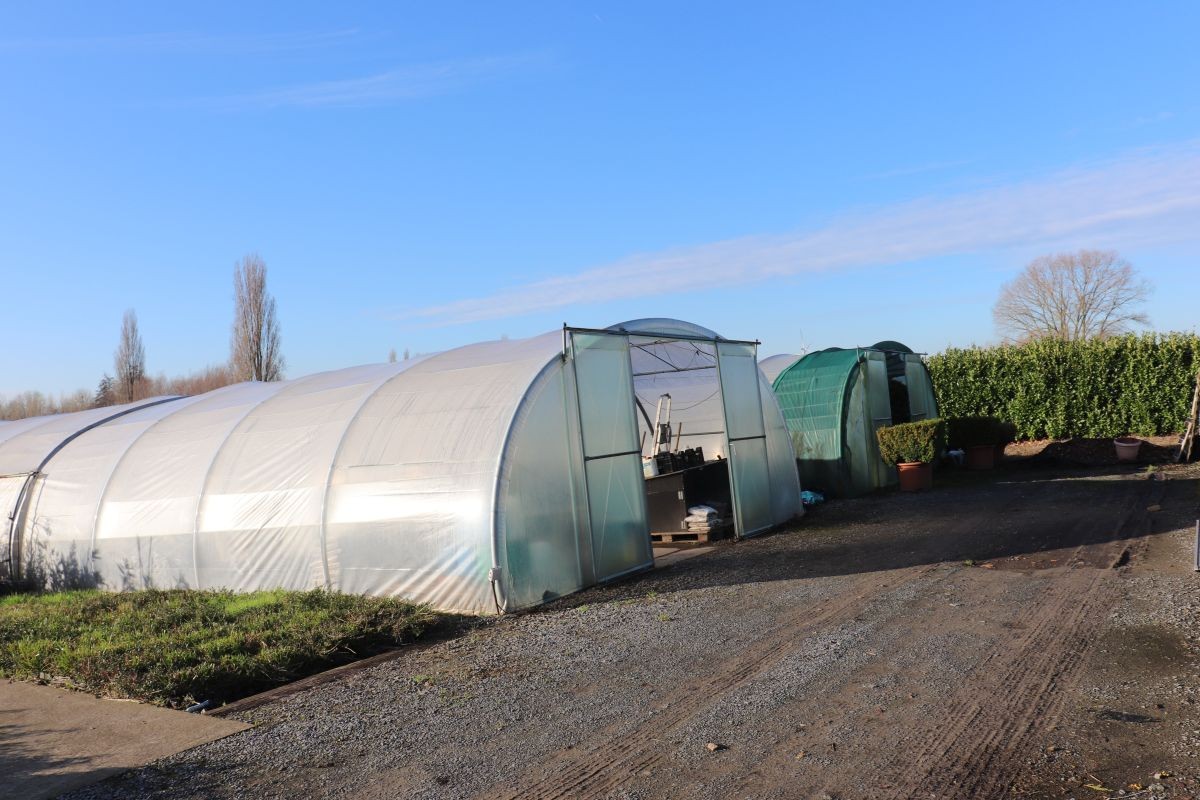 Plantenkwekerij te koop te Zwevegem - foto 5
