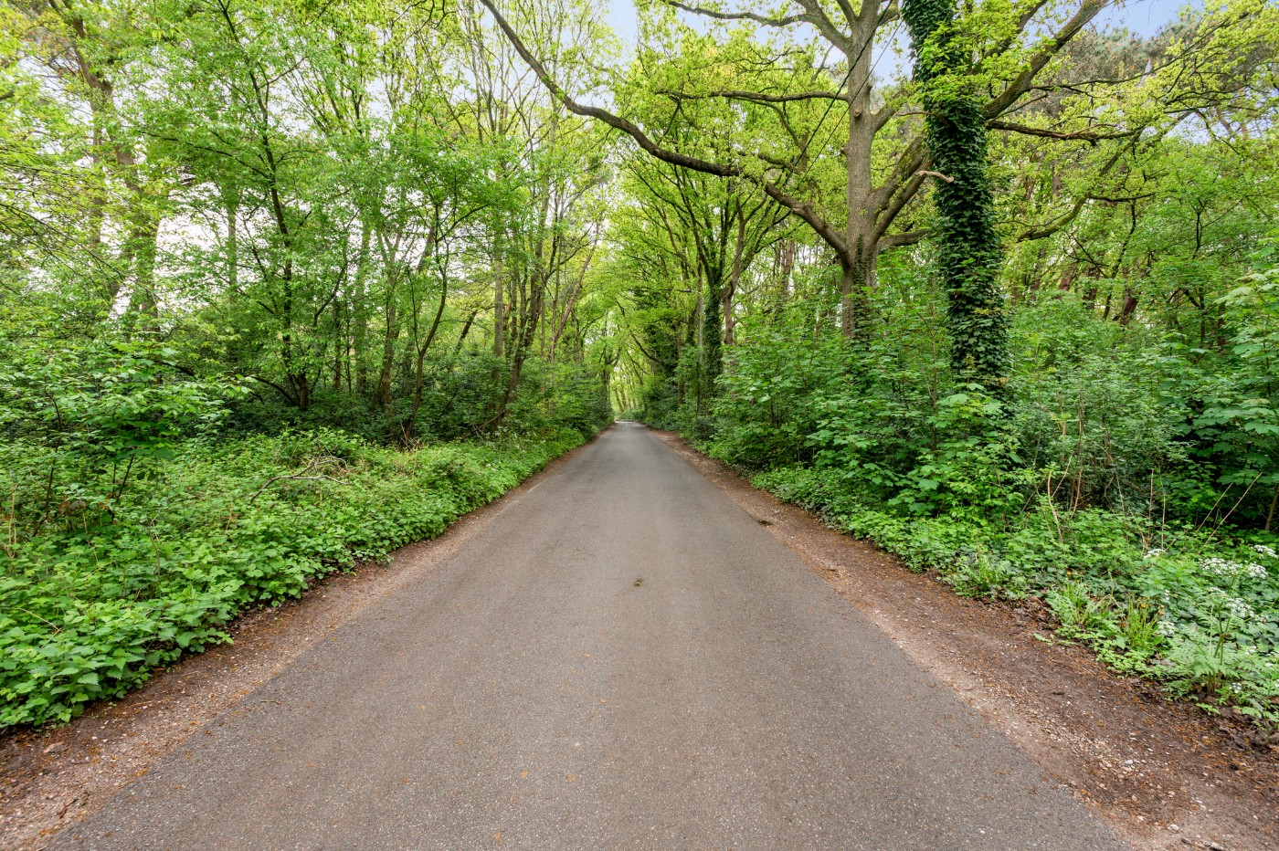 Perceel bosgrond van 1.000m² - foto 5