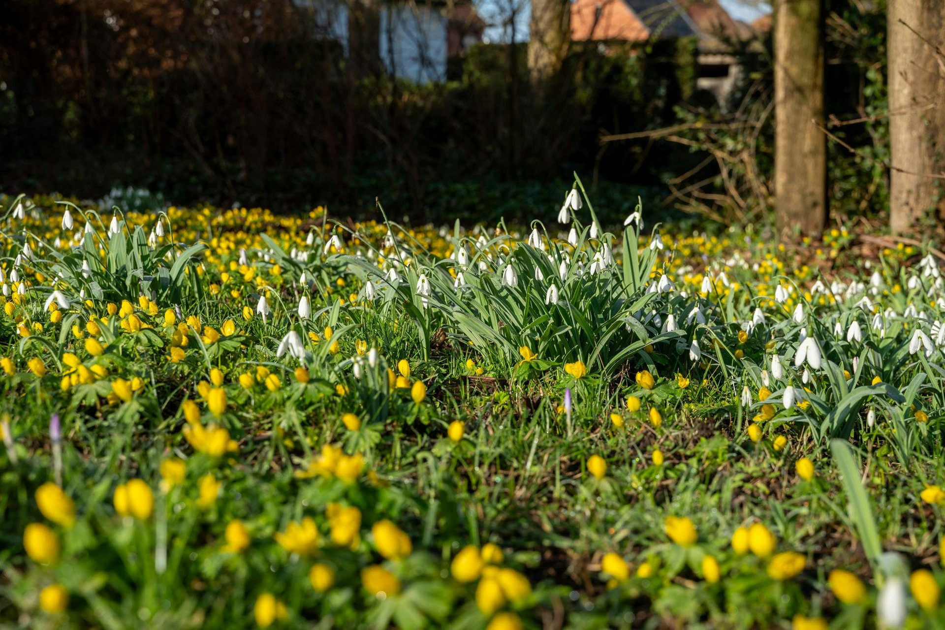 Karaktervolle architectenvilla op uitzonderlijk domein in Diepenbeek - foto 4