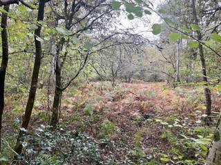 In het hart van het prachtige Zoerselbos ligt deze bosgrond van 6.000 m², een oase van rust en natuur. Omringd door statige eiken en beuken vormt...