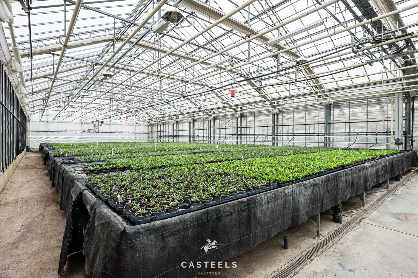 Professionele tuinbouwsite van 1,98 ha met 9.400 m² serres nabij E17 / R4 - foto 4