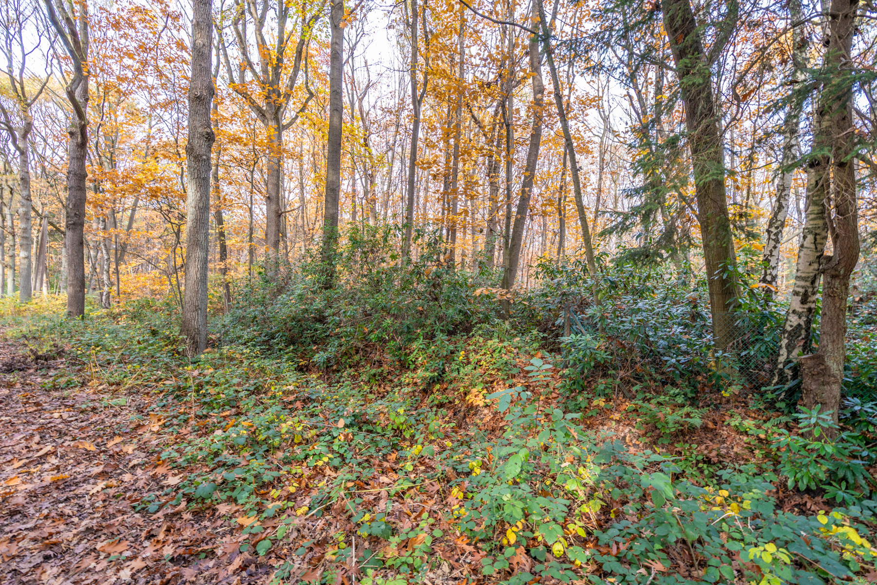 BOSGROND VAN 3.914M² TE WUUSTWEZEL - foto 3