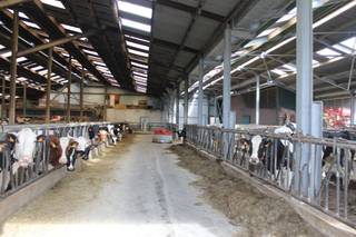 Het betreft een melkveebedrijf in volle uitbating met mogelijkheid tot 38,70 ha eigendomsgrond.De ruime bedrijfswoning bestaat uit 2 woongedeeltes ...