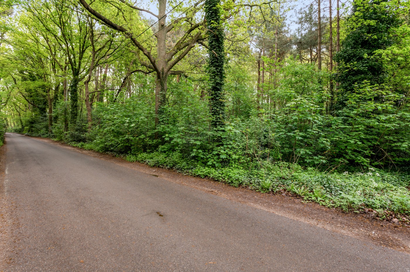 Perceel bosgrond van 1.000m² - foto 1
