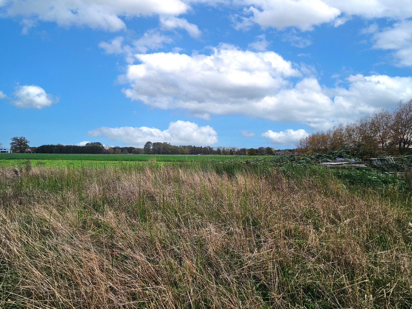 Land for sale in Begijnendijk - photo 4