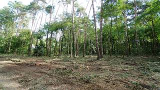 Rustig en residentieel gelegen bouwgrond van 31a10ca met private toegangsweg.<br />Gelegen vlakbij golf-en meerdomein.<br />Maximum bebouwbare oppervlakte: 250m². <br />Afmetingen: circa 60m x 46m + toegangsweg.<br />Goedgekeurde verkaveling. Geen bouwverplichting.<br />Opmetingskosten ten laste van koper.<br />Plan en voorschriften op https://www.schoeters.be/portefeuille/detail.php?item=b&amp;sorting=&amp;ref=10600<br />Adres: Bollostraat rechts van nr. 13 (lot 2).<br />Stedenbouwinfo: woonpark = residentieel woongebied - verkavelingsvergunning - geen voorkooprecht - geen rechterlijke herstelmaatregel of bestuurlijke maatregel opgelegd. Perceelscore A. Geen risicozone voor overstromingen