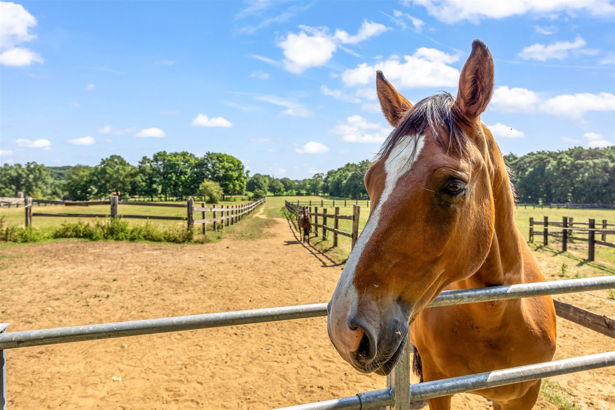 UNIEKE EIGENDOM MET 24 PAARDENSTALLEN EN BINNENPISTE OP CA 10 HECTARE TE PAAL-BERINGEN - foto 4
