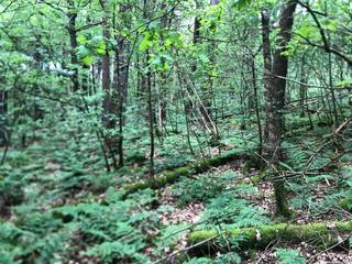 <p><span>Prachtig bosgrond in Lichtaart</span></p><p><span> </span></p><p><span>Dit natuurlijke bosgrond van 4460 vierkante meter biedt een zeldzame kans om uw eigen stuk natuur te bezitten in het groene Lichtaart. Het perceel is volledig omgeven door een dicht, gezond bosbestand met indrukwekkende bomen en weelderige ondergroei.</span></p><p><span> </span></p><p><span>Het terrein is ideaal voor degenen die geïnteresseerd zijn in bosbeheer, natuurbescherming of het creëren van een privé natuurreservaat. De diversiteit van vegetatie, inclusief fijne varens en mos, getuigt van een gezond en vitaal ecosysteem. De natuurlijke topografie en afwisseling in bosstructuur maken dit een bijzonder waardevol perceel.</span></p><p><span> </span></p><p><span>Dit bos biedt tal van mogelijkheden: van houtproductie tot recreatie, educatie en natuur- en milieubewustzijn. Het is een perfect uitgangspunt voor wie droomt van een terugkeer naar de natuur of van een duurzaam project dat respect heeft voor het milieu.</span></p><p><span> </span></p><p><span>Bovendien is het perceel te bereiken met de wagen, fiets of paard via de Kattenhaegenstraat (Zandweg).</span></p><p><span> </span></p><p><span>De locatie in Lichtaart verzekert een rustige, landelijke omgeving met goede bereikbaarheid. Dit bosgrond is een zeldzame investering in duurzaamheid en natuurlijke rijkdom.</span></p>