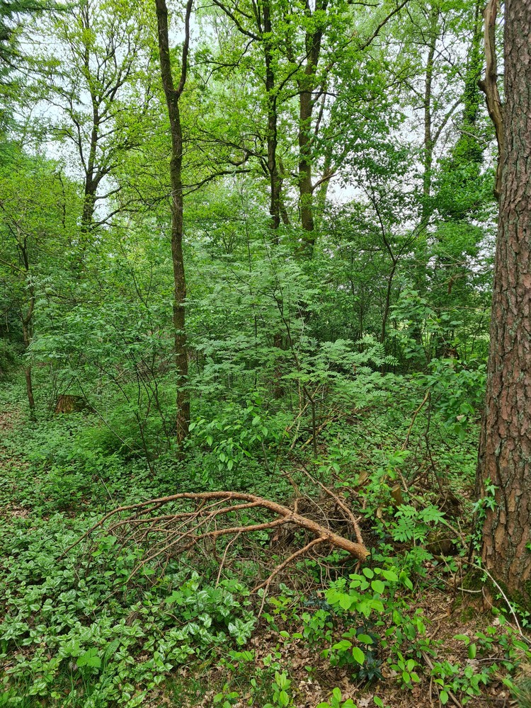 Perceel bos - foto 5