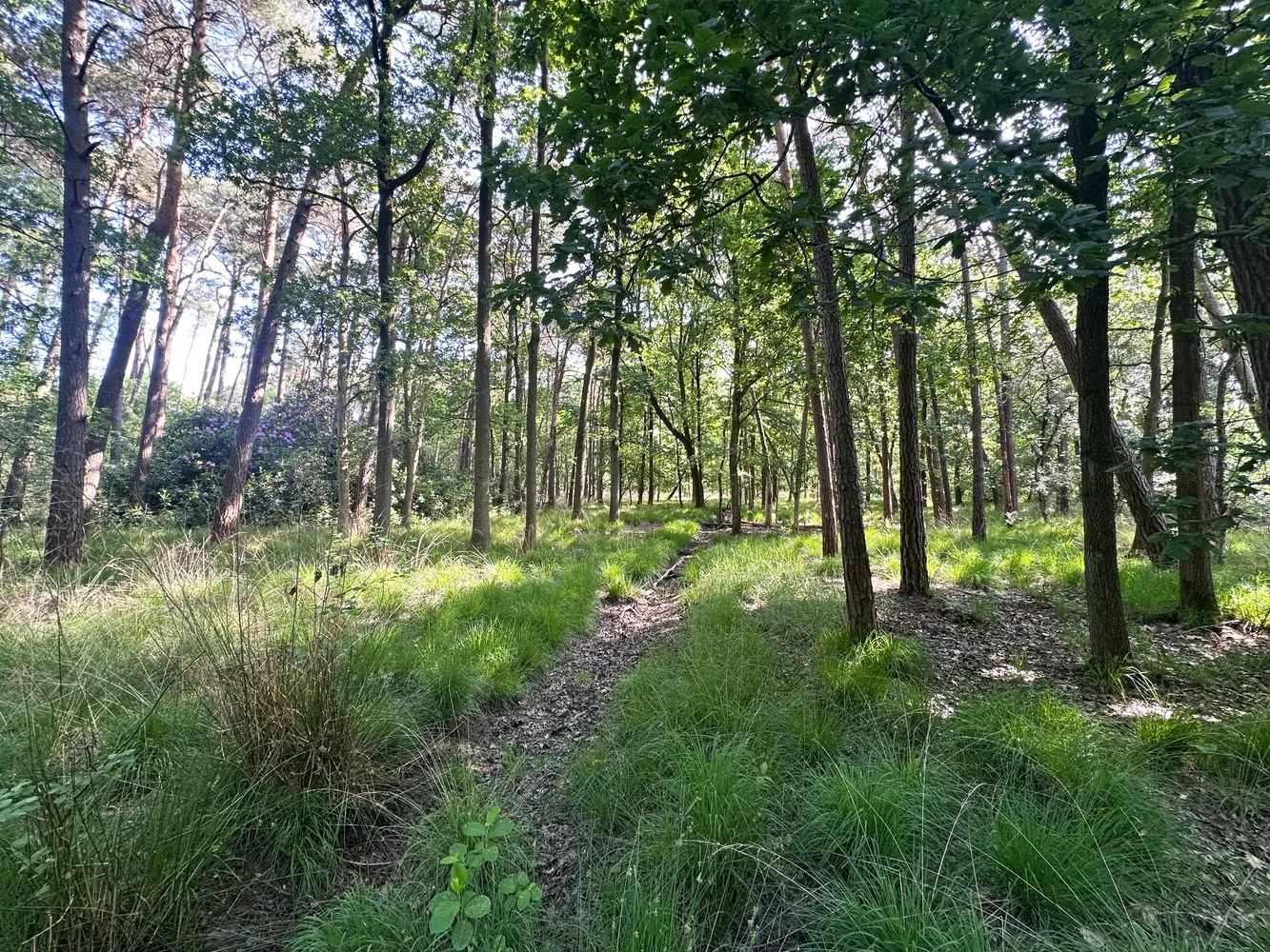 Unieke bouwgrond (5.150m²) omringd door groen & privacy in de Zeurt te Schoten! - foto 3